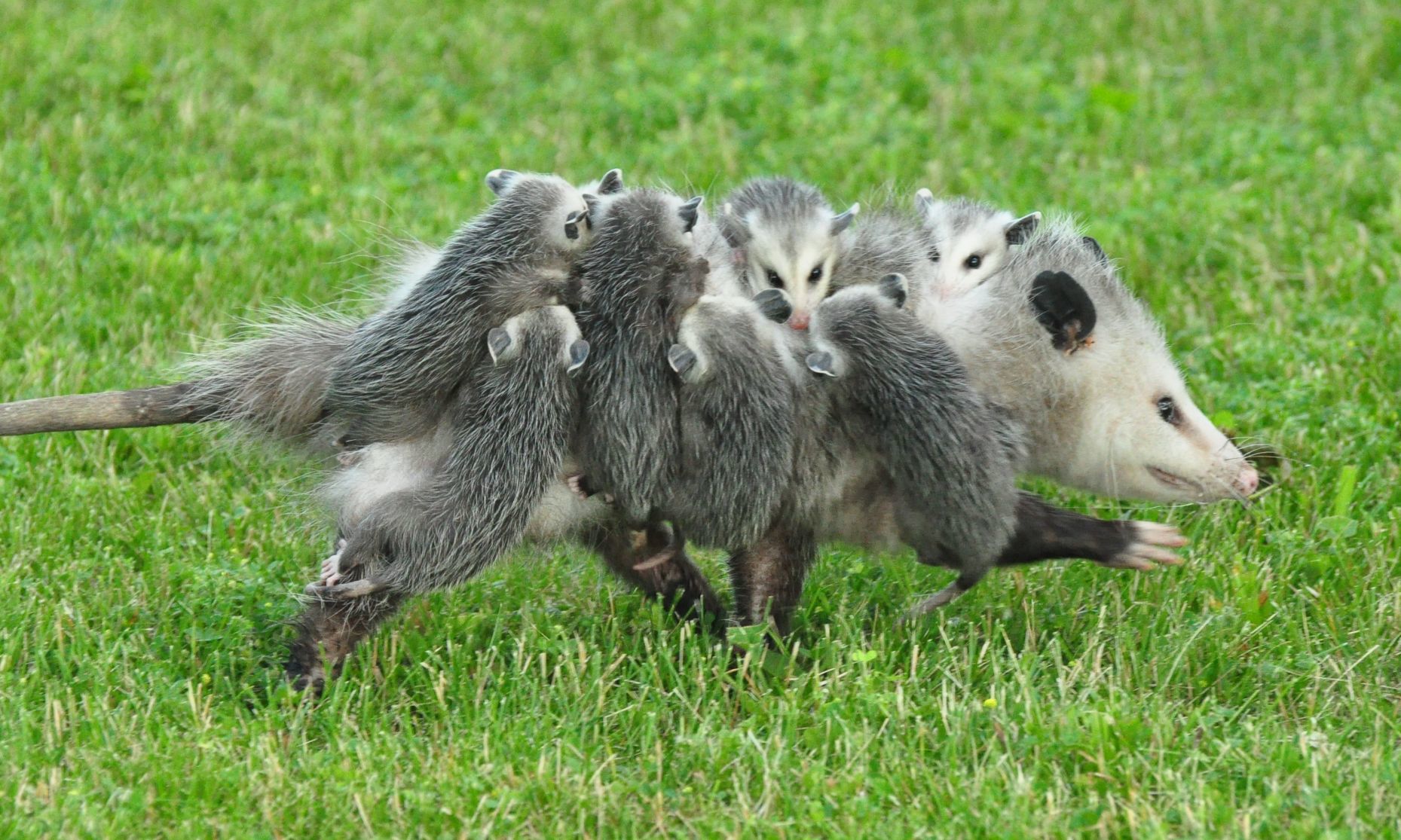 Opossum moving day